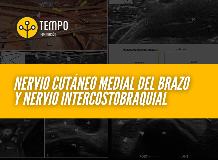 nervio-cutaneo-medial-del-brazo-y-nervio-intercostobraquial